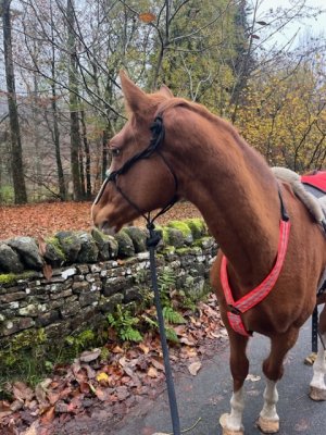 DB67DEF6-28F4-4AC6-A30E-E62519E0C100.jpeg DB67DEF6-28F4-4AC6-A30E-E62519E0C100.jpeg