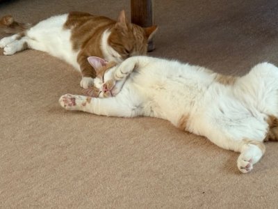 IMG_4780.jpeg IMG_4780.jpeg