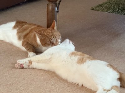 IMG_4773.jpeg IMG_4773.jpeg