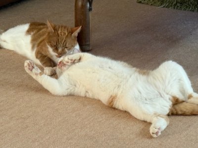 IMG_4779.jpeg IMG_4779.jpeg