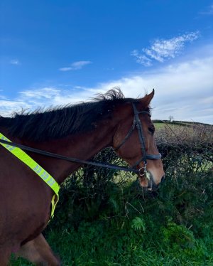 IMG_4090.jpeg IMG_4090.jpeg