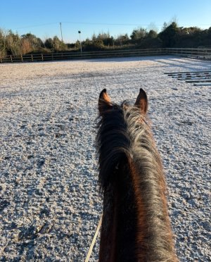 IMG_4088.jpeg IMG_4088.jpeg