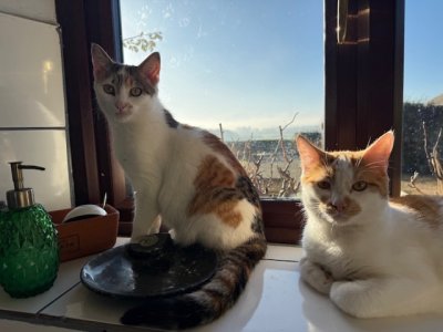 IMG_4823.jpeg IMG_4823.jpeg