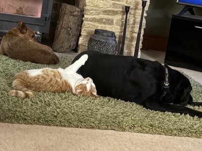 IMG_4811.jpeg IMG_4811.jpeg