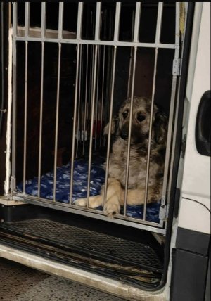 IMG_3097.jpeg IMG_3097.jpeg