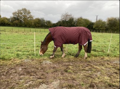 IMG_3105.jpeg IMG_3105.jpeg