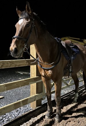 IMG_4231.jpeg IMG_4231.jpeg