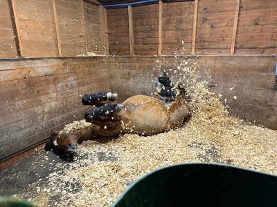 IMG_2054.jpeg IMG_2054.jpeg