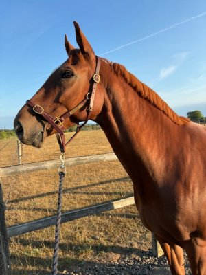 IMG_8995.jpeg IMG_8995.jpeg