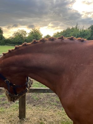 IMG_8208.jpeg IMG_8208.jpeg