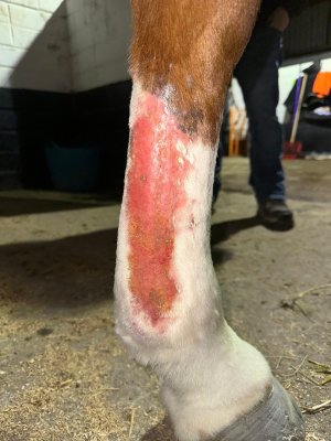 c5dba294-d233-4157-a6a8-74a9962b2b6a.jpeg c5dba294-d233-4157-a6a8-74a9962b2b6a.jpeg