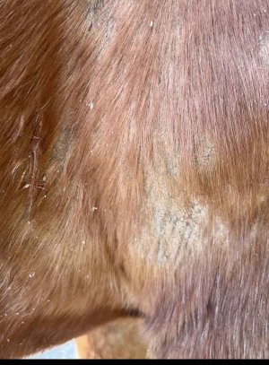 IMG_4073.jpeg IMG_4073.jpeg