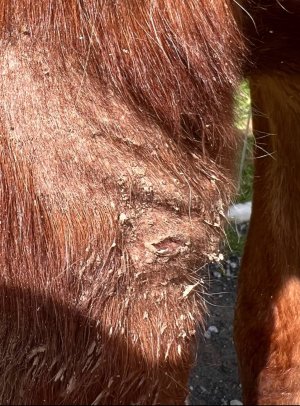 IMG_4074.jpeg IMG_4074.jpeg