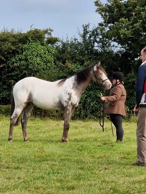 Rabbit - first show at 1.2 years old.jpg