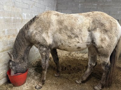 Rabbit - winter woolies - 2.7 years old.jpg