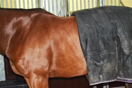 Quartering example.webp