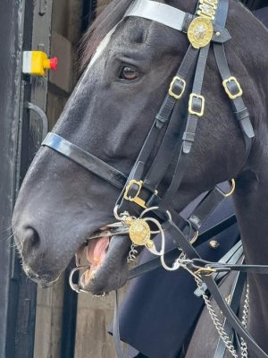 king's court horses.jpg