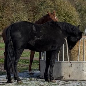 IMG_0683.jpeg IMG_0683.jpeg