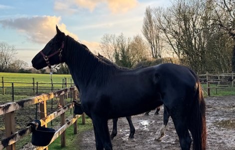 IMG_3636.jpeg IMG_3636.jpeg