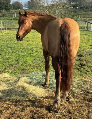 IMG_0559.jpeg IMG_0559.jpeg