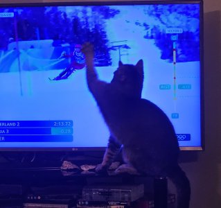 cat ski.jpg