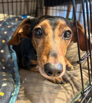 IMG_4068.jpeg IMG_4068.jpeg