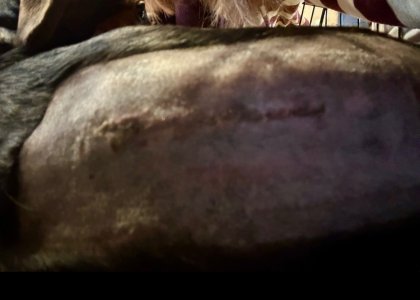 IMG_4069.jpeg IMG_4069.jpeg