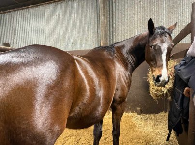 bojo feb26 pieni.jpg