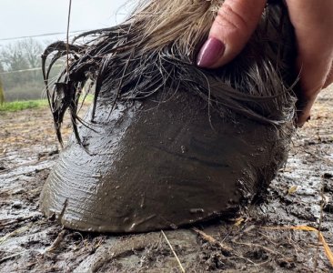 IMG_0742.jpeg IMG_0742.jpeg