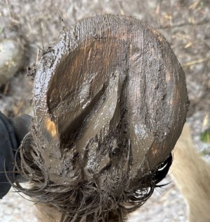 IMG_0743.jpeg IMG_0743.jpeg