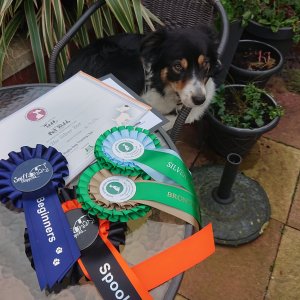 Tess 1 yr gotcha day.jpg