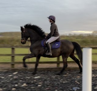 IMG_4498.jpeg IMG_4498.jpeg