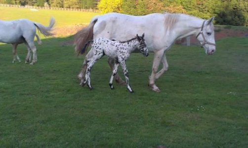 with 2016 colt when tiny.jpg