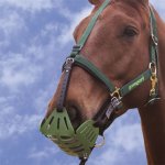 greenguard-headcollar-for-muzzle-63-L1.jpg