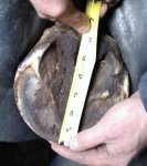 Left fore picture 3_compress35.jpg