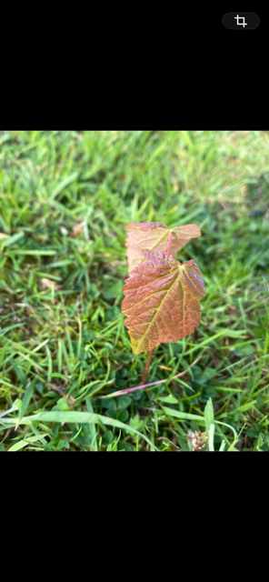 IMG_0027.png