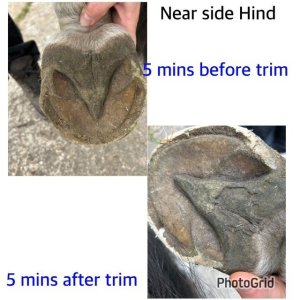 Near Side Hind.jpg