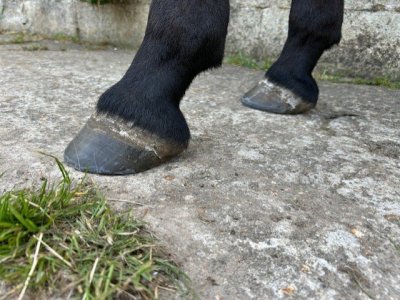 Front Heels.jpg