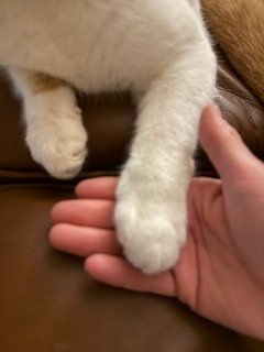 IMG_7448.jpeg