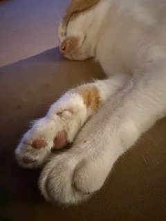 IMG_7451.jpeg