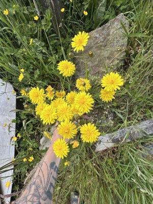 IMG_8729.jpeg