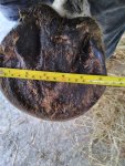 Left fore hoof 1_compress18.jpg