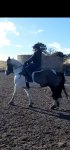 side saddle.jpg