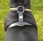 staffy harness smaller.jpg