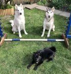 C59E364A-B148-42D3-ACBA-D277FE69E6CB.jpeg C59E364A-B148-42D3-ACBA-D277FE69E6CB.jpeg