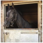 58CB80FD-AE82-4D6B-A996-C12BBD002821.jpeg 58CB80FD-AE82-4D6B-A996-C12BBD002821.jpeg