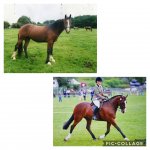 Collage 2020-04-28 16_43_42.jpg