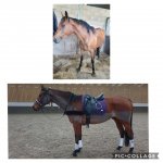 Collage 2020-04-28 16_47_17.jpg