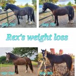 20191112_113357-BlendCollage.jpg 20191112_113357-BlendCollage.jpg