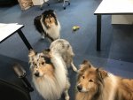 collies.jpg